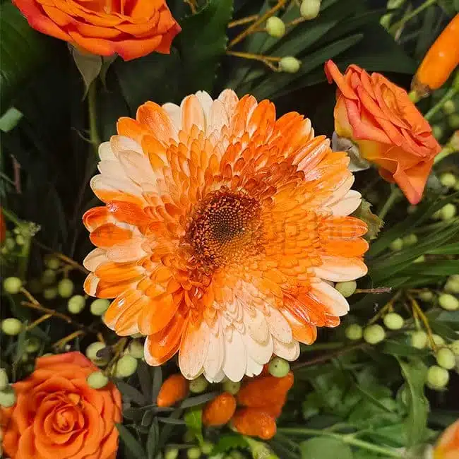 گلهاب به کار رفته در باکس گل شماره ۳۷۷