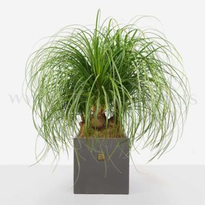 درختچه اپارتمانی لیندا بسیار زیباست.