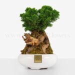 بونسای کاج نانا بسیار خاص است.