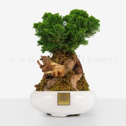 بونسای کاج نانا بسیار خاص است.