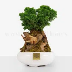 بونسای کاج نانا بسیار خاص است.