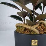 فیکوس سوپر بلک چشم نواز است.