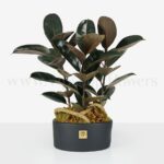 گلدان اپارتمانی فیکوس سوپر بلک خاص است.