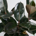 فیکوس سوپر بلک کلکسیونی است