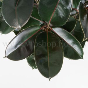 برگ فیکوس سوپر بلک خاص است.
