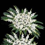 تاج گل شماره 86 مناسب مراسم ها است.