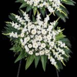 گل های تاج گل 86 خاص و زیبا هستند.