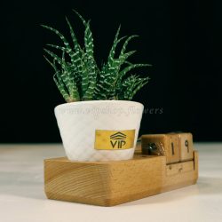 گلدان آپارتمانی تقویم دار برای روی میز مناسب است.