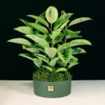 فیکوس ببری از خاص ترین گیاهان آپارتمانی است.