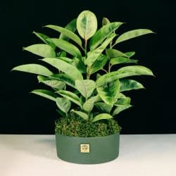 فیکوس ببری از خاص ترین گیاهان آپارتمانی است.