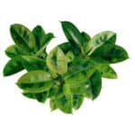 طرح برگ های فیکوس ببری بسیسار خاص است.