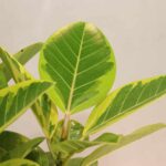 گلدان آپارتمانی فیکوس آلتیسما - Image 5