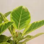 گلدان آپارتمانی فیکوس آلتیسما - Image 5