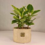 گلدان آپارتمانی فیکوس آلتیسما - Image 2