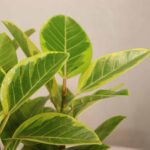 گلدان آپارتمانی فیکوس آلتیسما - Image 4