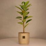 گلدان آپارتمانی فیکوس آلتیسما
