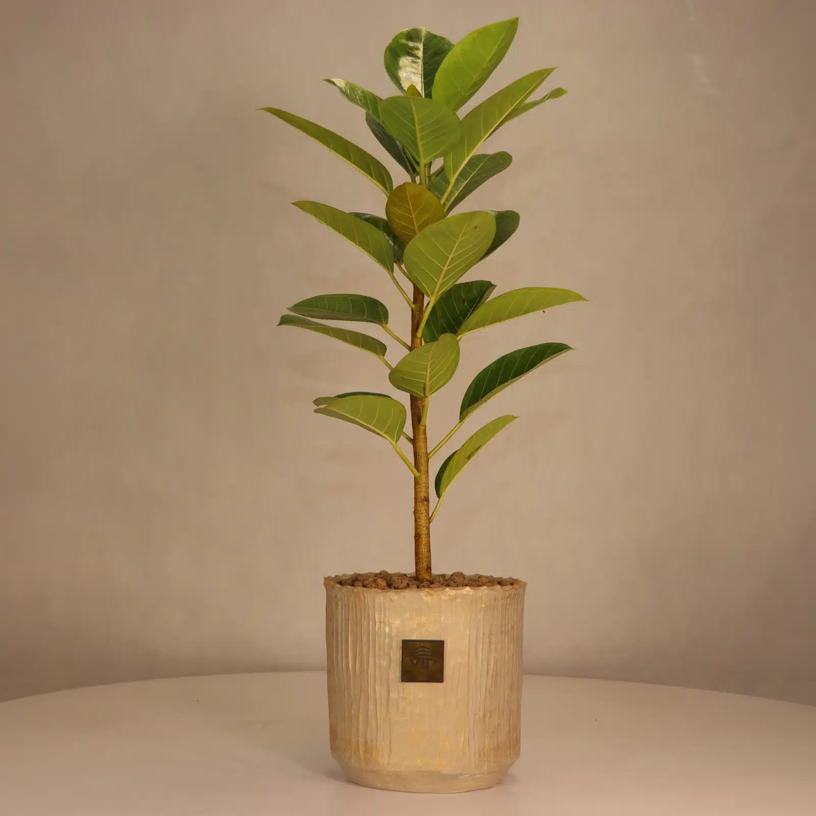 altisma size l گلدان آپارتمانی فیکوس آلتیسما - Image 1