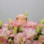 باکس گل B394 - Image 2