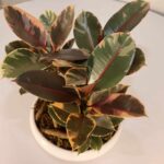 گلدان آپارتمانی بونسای فیکوس شرابی - Image 3