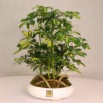 گلدان آپارتمانی بونسای شفلرا - Image 10