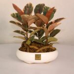 گلدان آپارتمانی بونسای فیکوس شرابی - Image 2