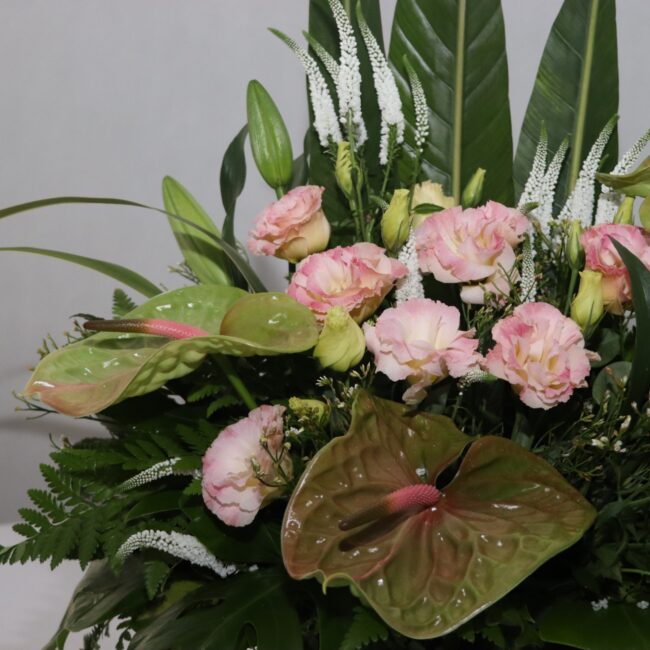 tarhim 66 pink 1