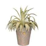 گلدان آپارتمانی کاکتوس آگاو لاله ای