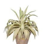 گلدان آپارتمانی کاکتوس آگاو لاله ای - Image 2