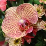 باکس گل ‌B416 - Image 2