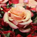 باکس گل ‌B416 - Image 5