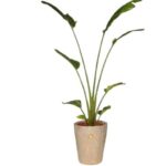 گلدان آپارتمانی نخل نیکولای