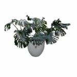 گلدان آپارتمانی برگ انجیری غول پیکر - Image 2