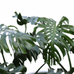 گلدان آپارتمانی برگ انجیری غول پیکر - Image 3