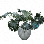 گلدان آپارتمانی برگ انجیری غول پیکر