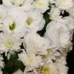 تاج گل T92 - Image 2
