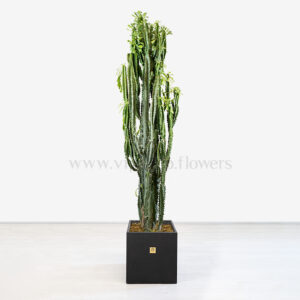 افوربیا رویلینا بسیار زیبا و دوست داشتنی است.