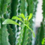 افوربیا رویلینا سرسبز و با جزئیات زیاد است.