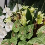 تاج گل T94 - Image 2