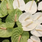 تاج گل T94 - Image 3