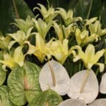 تاج گل T94 - Image 4