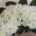 تاج گل T103 - Image 3