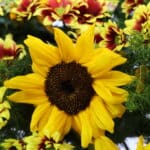 تاج گل T133 - Image 3