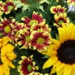 تاج گل T133 - Image 4