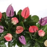 تاج گل T142 - Image 2