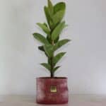 گلدان آپارتمانی فیکوس ببری تک شاخه
