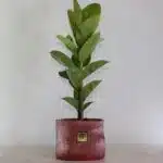 گلدان آپارتمانی فیکوس ببری تک شاخه