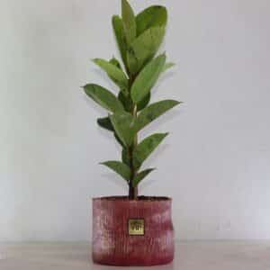 گلدان آپارتمانی فیکوس ببری تک شاخه