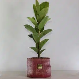 گلدان آپارتمانی فیکوس ببری تک شاخه