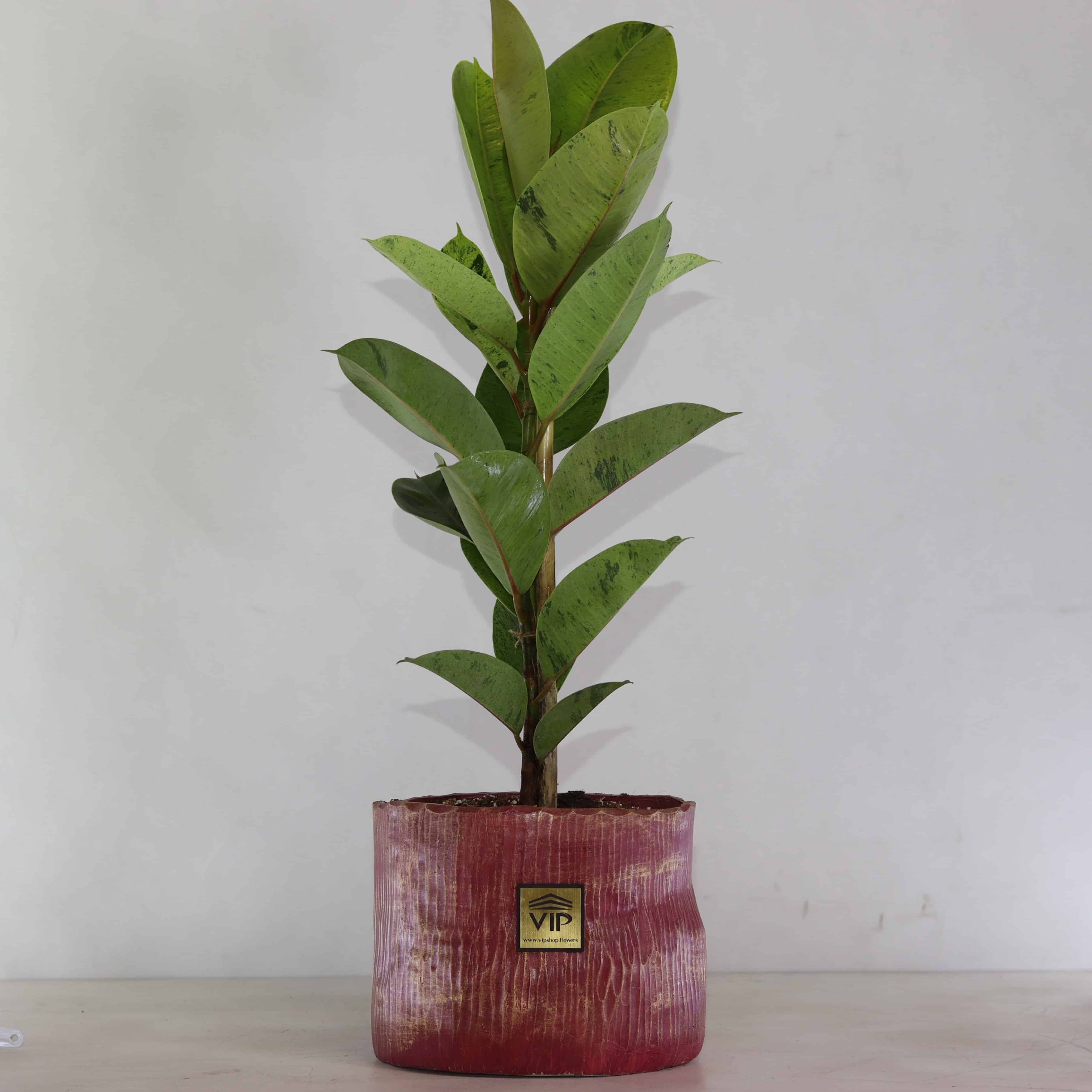 ficus_shivereana_moonshine گلدان آپارتمانی فیکوس ببری تک شاخه