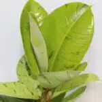 گلدان آپارتمانی فیکوس ببری تک شاخه - Image 3